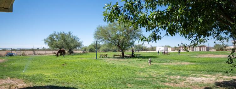 A serene yard featuring a horse grazing peacefully alongside children enjoying the outdoors.